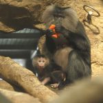 zoo Makaci lví(1)_foto E. Gombala zoo Makaci lví(1)_foto E. Gombala