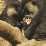 zoo Makaci lví_foto E. Gombala zoo Makaci lví_foto E. Gombala