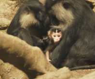 zoo Makaci lví_foto E. Gombala