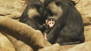 zoo Makaci lví_foto E. Gombala