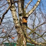 Montáž ptačích budek_2022_MMO Montáž ptačích budek_2022_MMO