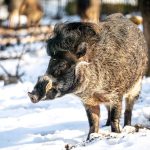 zoo Prase visajánské_foto M.Vlčková
