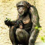 zoo Šimpanzi hornoguinejští_foto M.Vlčková