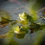 zoo Skokan zelený_foto M.Vlčková