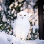 zoo Sovice sněžní_foto M. Vlčková