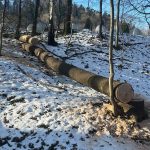 Aukce dříví_1_zdroj Ostravské městské lesy a zeleň