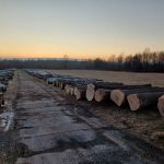 Aukce dříví_3_zdroj Ostravské městské lesy a zeleň