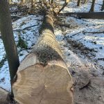 Aukce dříví_zdroj Ostravské městské lesy a zeleň