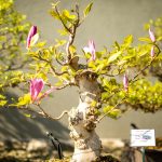 Bonsaje v Zoo Ostrava_foto M.Vlčková