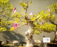 Bonsaje v Zoo Ostrava_foto M.Vlčková