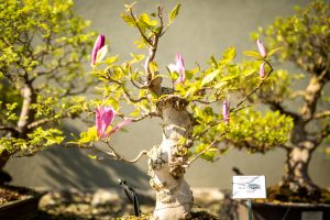 Bonsaje v Zoo Ostrava_foto M.Vlčková