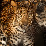 Levharti cejlonští_foto M. Vlčková