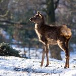 Mládě wapiti sibiřského_foto M. Vlčková
