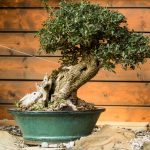 Olivovník evropský_foto P.Vlček