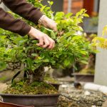 Úprava bonsají_foto M.Vlčková