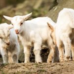 Kůzlata v zoo_foto M.Vlčková Kůzlata v zoo_foto M.Vlčková