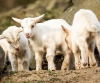 Kůzlata v zoo_foto M.Vlčková