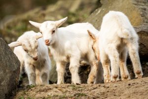 Kůzlata v zoo_foto M.Vlčková