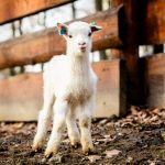 Mládě kozy domácí_foto M.Vlčková Mládě kozy domácí_foto M.Vlčková