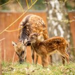Sambaři skvrnití_foto M.Vlčková Sambaři skvrnití_foto M.Vlčková