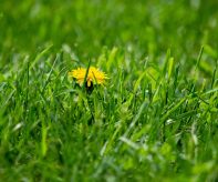 idi-nahui-dandelion-5223276_1920