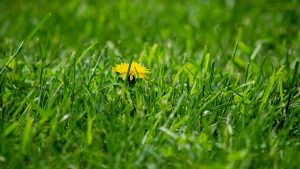 idi-nahui-dandelion-5223276_1920
