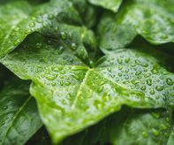 bluetenkuss-plant-7227222_1920 (1)