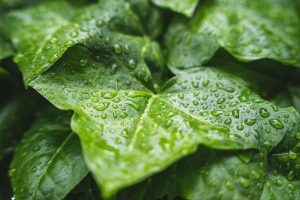 bluetenkuss-plant-7227222_1920 (1)