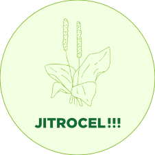 jitrocel-zdravaova_v3